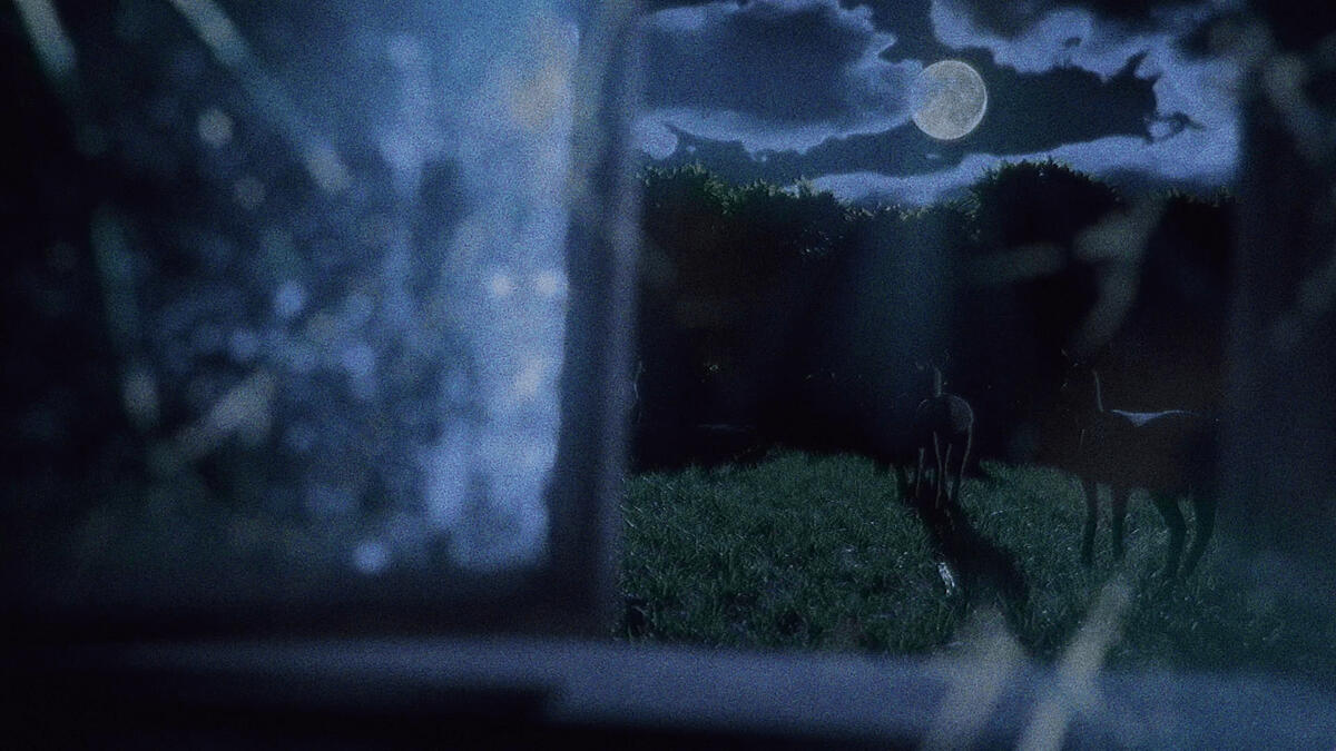 The Bearded Man In My Window